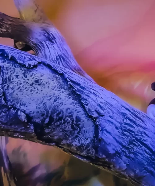 O Mundo Encantado dos Bichos de Pelúcia de Tabatinga-SP A Capital nacional dos bichos de pelúcia.